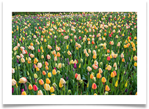 RHS Harlow Carr Gardens, Harrogate - Kevin Shade